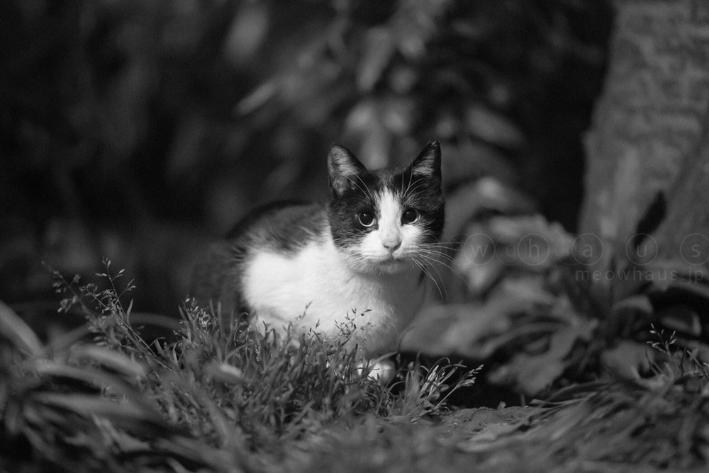 Strays in the Dark 3