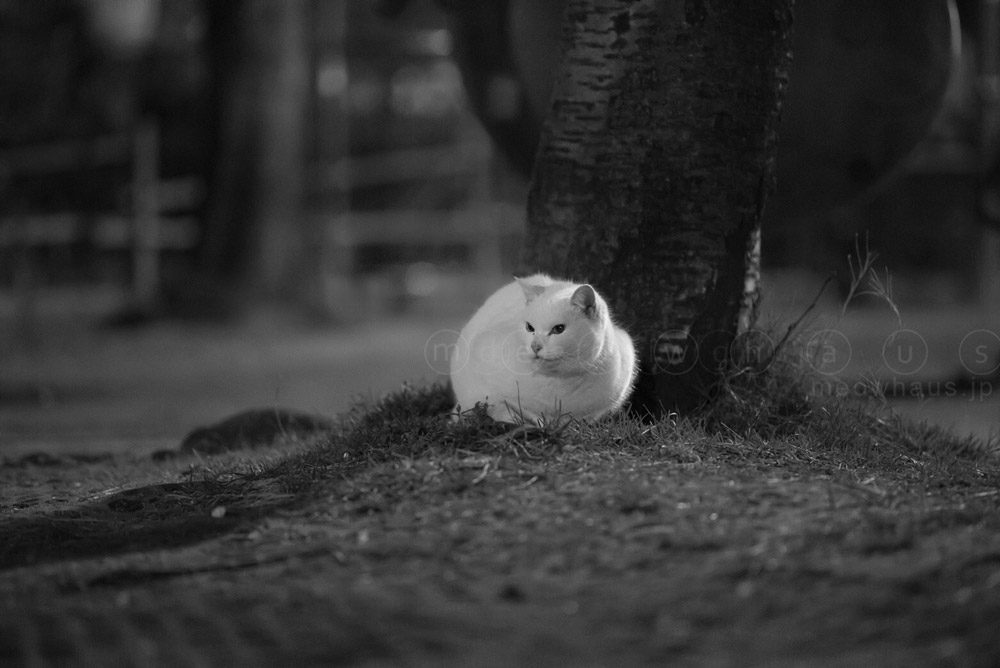 Strays in the Dark 4