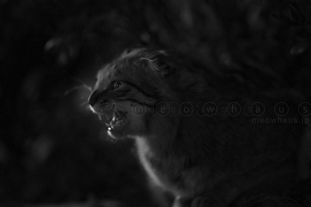 Strays in the Dark 1