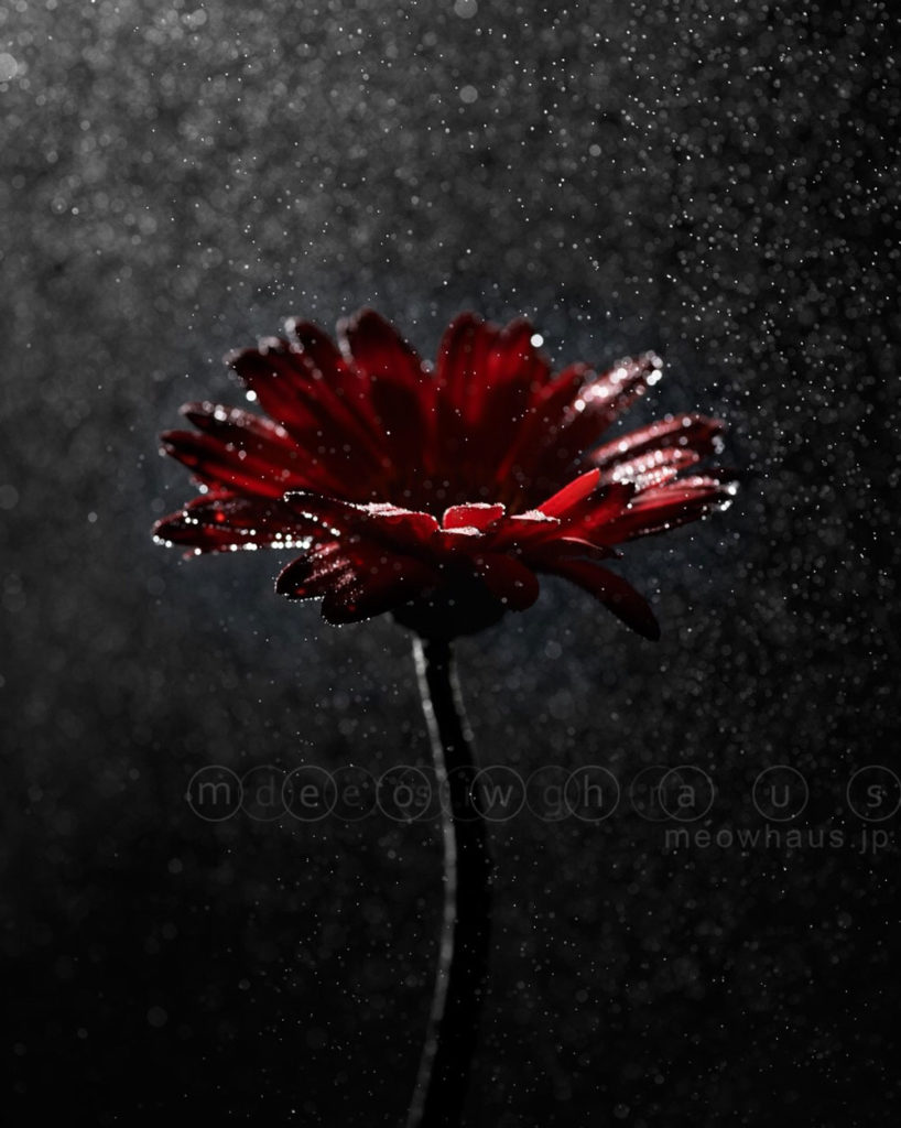 water - flower: photography by Ryutaro Kataoka